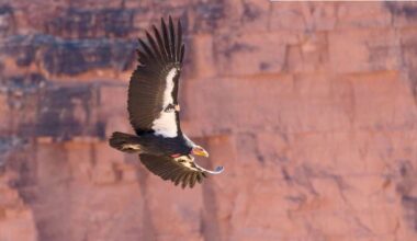 Hunters in southern Utah can help protect California condors and maybe win a prize
