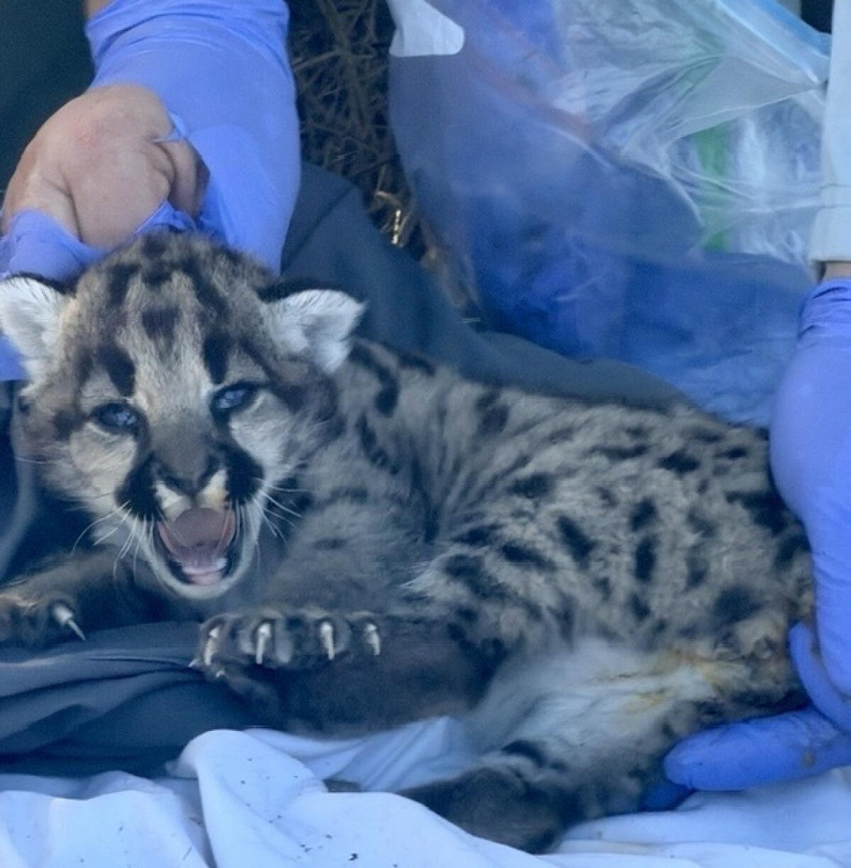 A team with the National Park Service recently found and marked three mountain lion kittens in the Simi Hills.