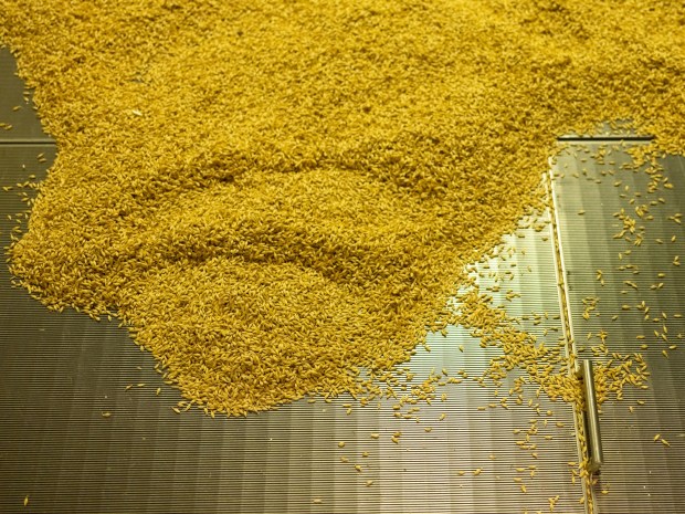 Detail of malts inside the kiln of the very last batch inside during the last day of operation of Admiral Maltings in Alameda, Calif. on October 2nd, 2026. (Douglas Despres for Bay Area News Group)