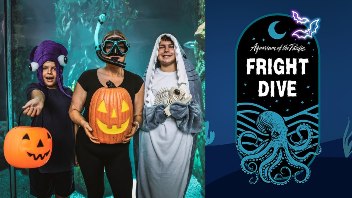 Aquarium of the Pacific has a ‘Scarium’ family bash and ‘Fright Dive’ for adults – NBC Los Angeles