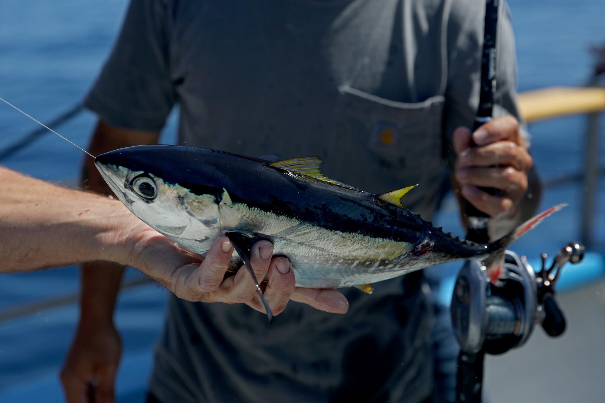 Captain Brandon Erdo helps Angel Dominguez, of San Juan Capistrano, remove the hook from a yellowfin tuna.