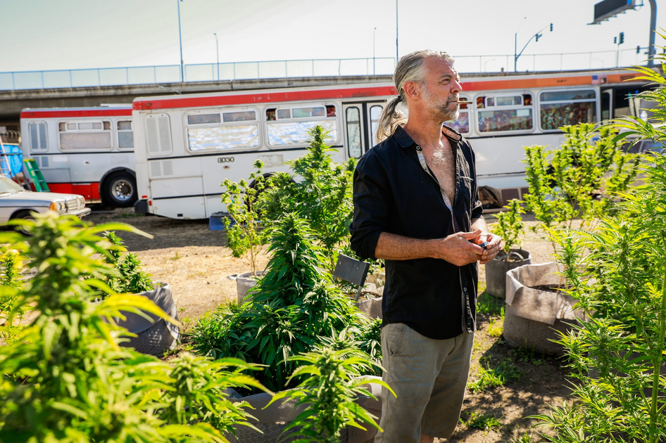 A man with gray hair and a beard stands among tall green plants in pots, with a white and red bus and a car in the background on a sunny day.