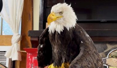 Bird flu caused the death of Jackie, a California bald eagle who captured hearts