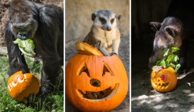 LA Zoo to host Halloween festivities over two weekends – NBC Los Angeles