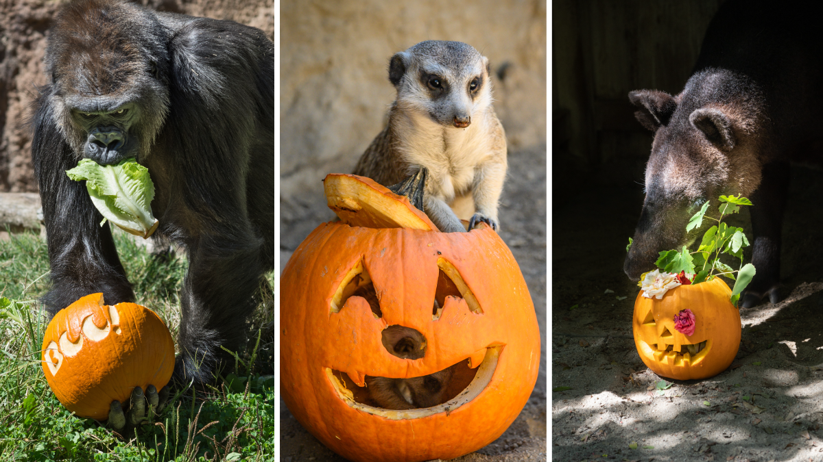 LA Zoo to host Halloween festivities over two weekends – NBC Los Angeles