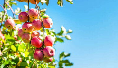 Central Valley CA apples: 2026 harvest, varieties & u-pick