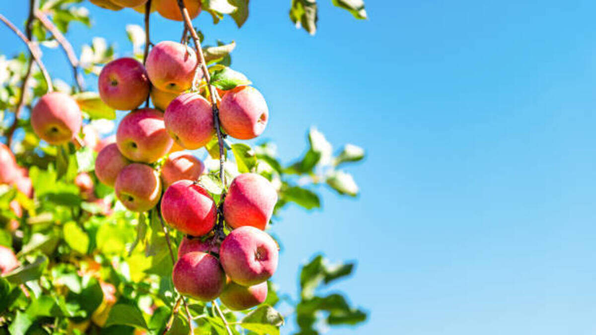 Central Valley CA apples: 2026 harvest, varieties & u-pick