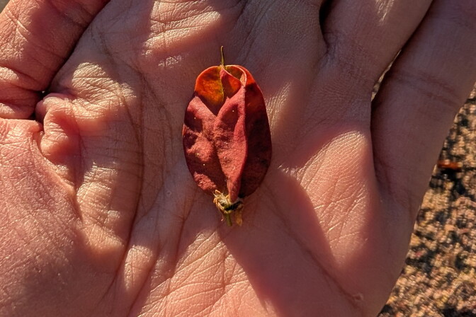 A reddish capsule from a tree.