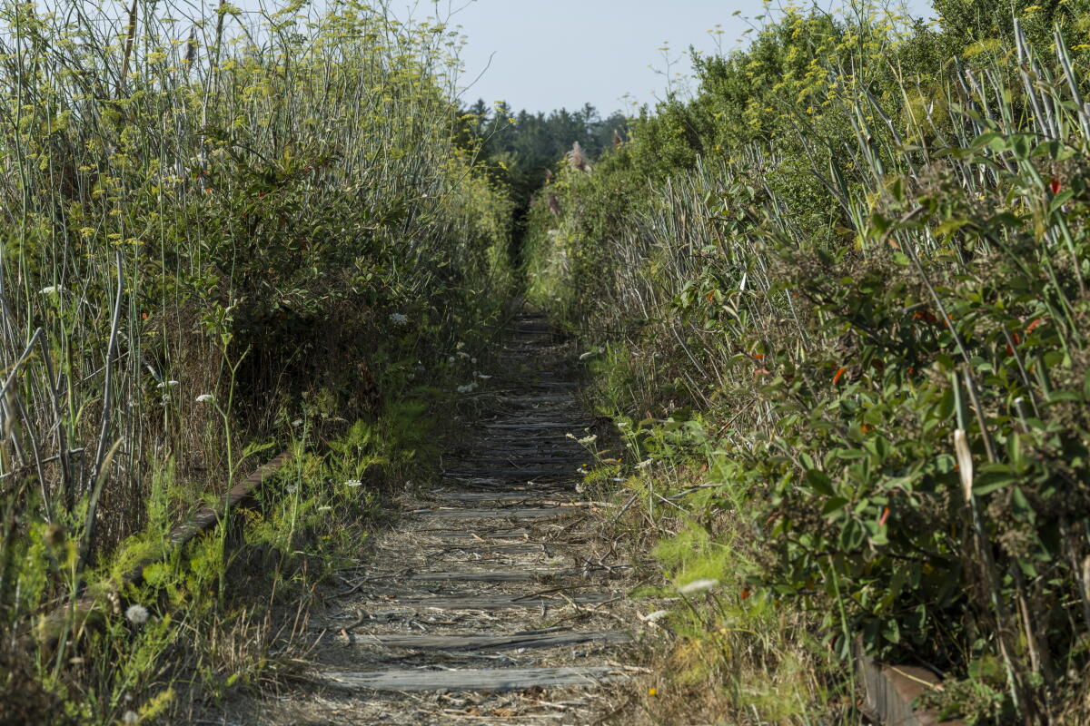 The Great Redwood Trail would follow the railroad tracks