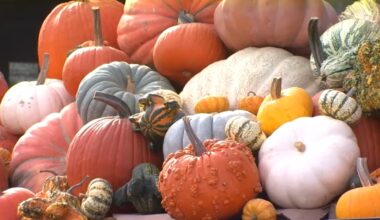 Spooky season is here! Where to find pumpkin patches across the Central Valley