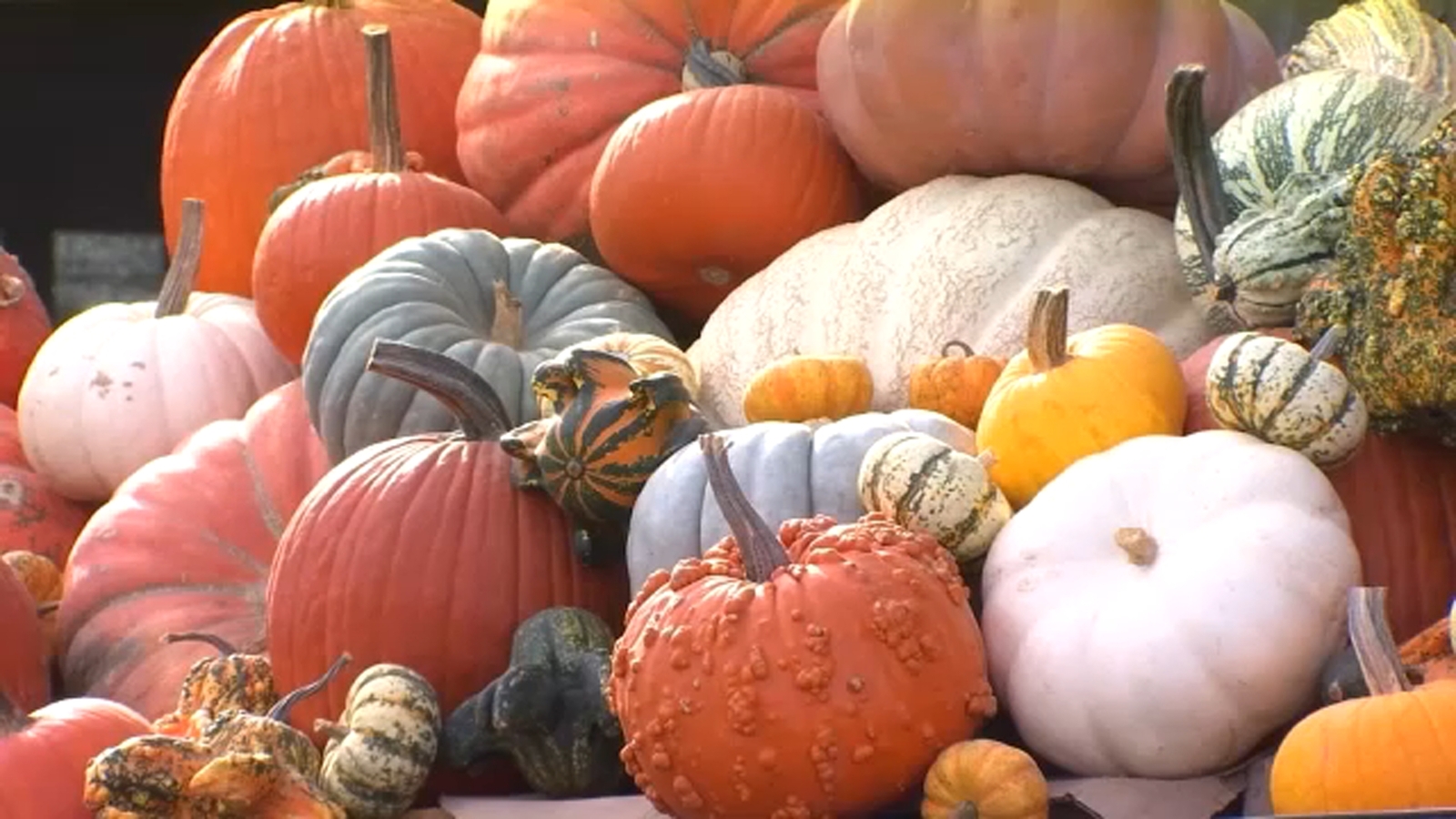 Spooky season is here! Where to find pumpkin patches across the Central Valley