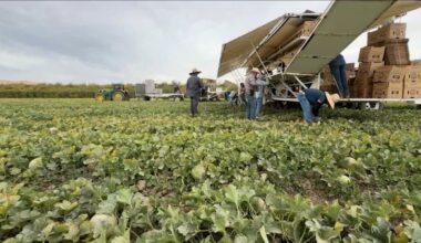 New California law raises farmworker minimum wage to $19.75 an hour