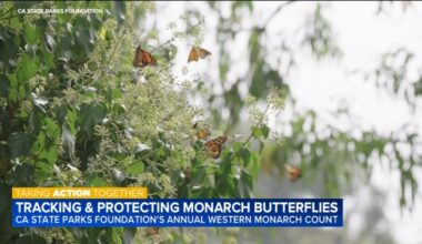 30th annual Western Monarch Count