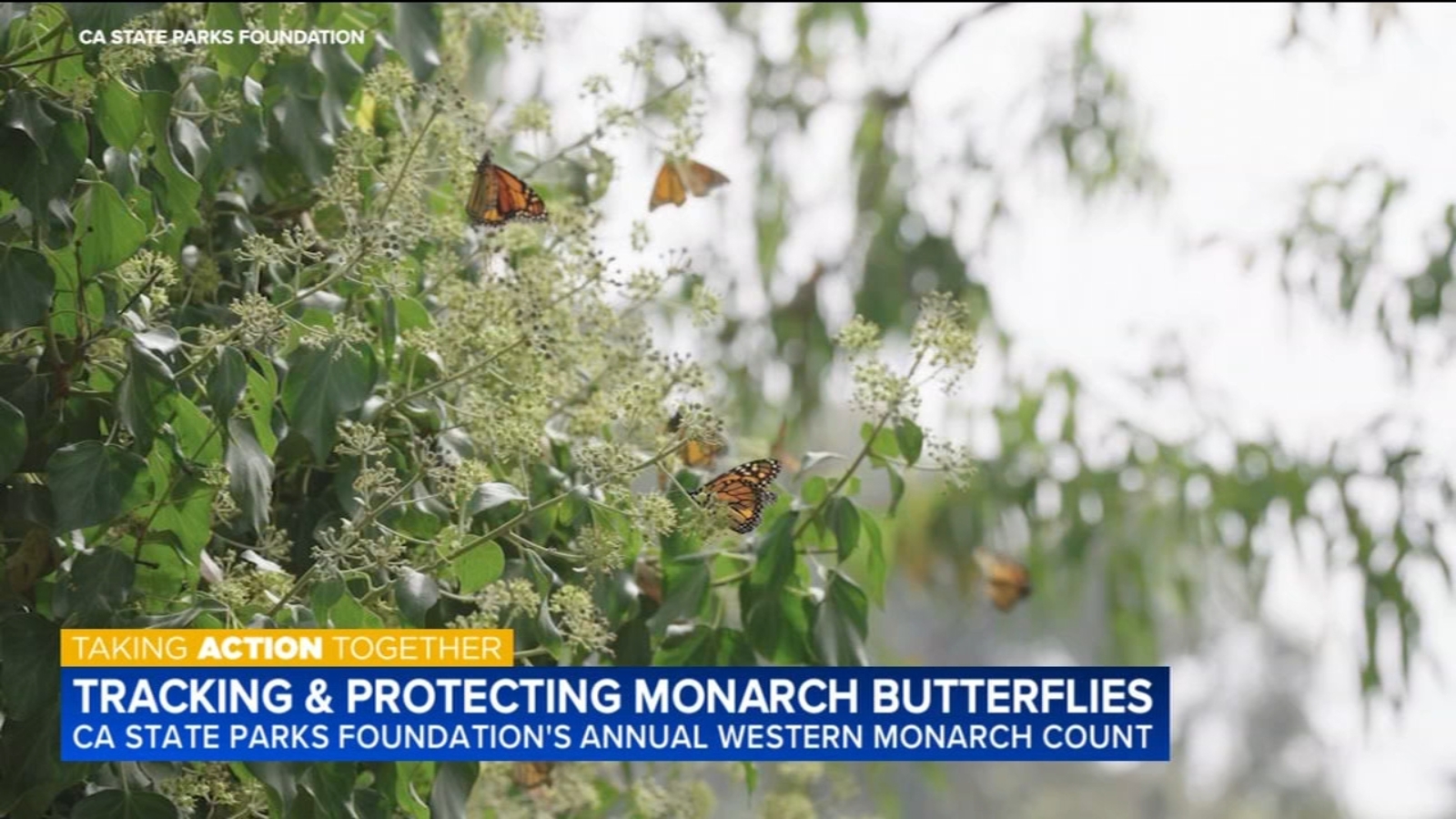 30th annual Western Monarch Count