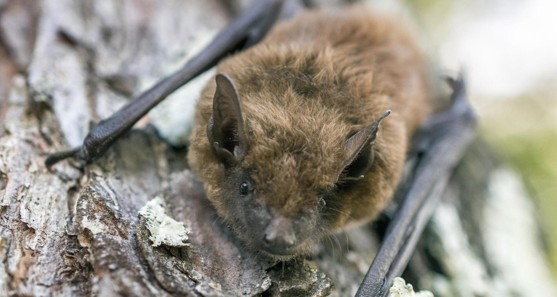 Health officials confirm rabies-positive bat in Long Beach – Press Telegram