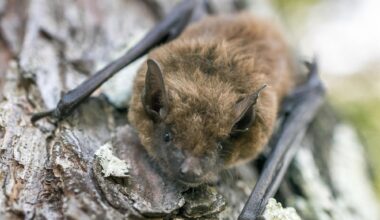 Health officials confirm rabies-positive bat in Long Beach – Press Telegram