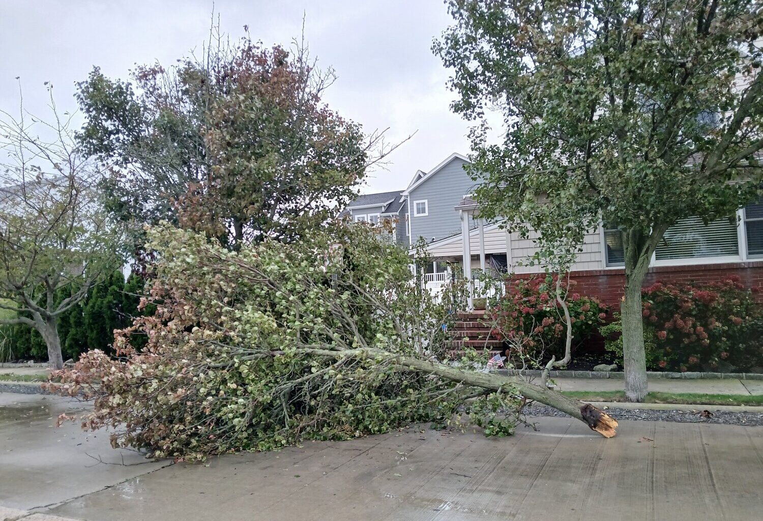 Amid wind gusts of up to 55 mph and rain-loosened soil, three large trees fell in the city. Strewn branches were reported in nearby areas, including this large limb, which narrowly missed a house in Point Lookout.