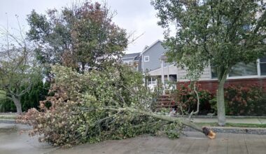 Amid wind gusts of up to 55 mph and rain-loosened soil, three large trees fell in the city. Strewn branches were reported in nearby areas, including this large limb, which narrowly missed a house in Point Lookout.