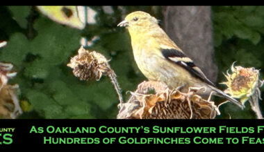 As Oakland County’s Sunflower Fields Fade, Hundreds of Goldfinches Come to Feast