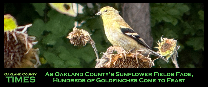 As Oakland County’s Sunflower Fields Fade, Hundreds of Goldfinches Come to Feast