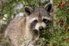 DACC Urges Rabies Vaccination Following Confirmed Rabid Raccoon