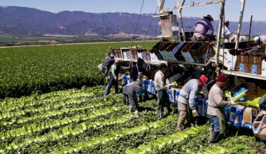 New California law raises farmworker minimum wage to $19.75 an hour