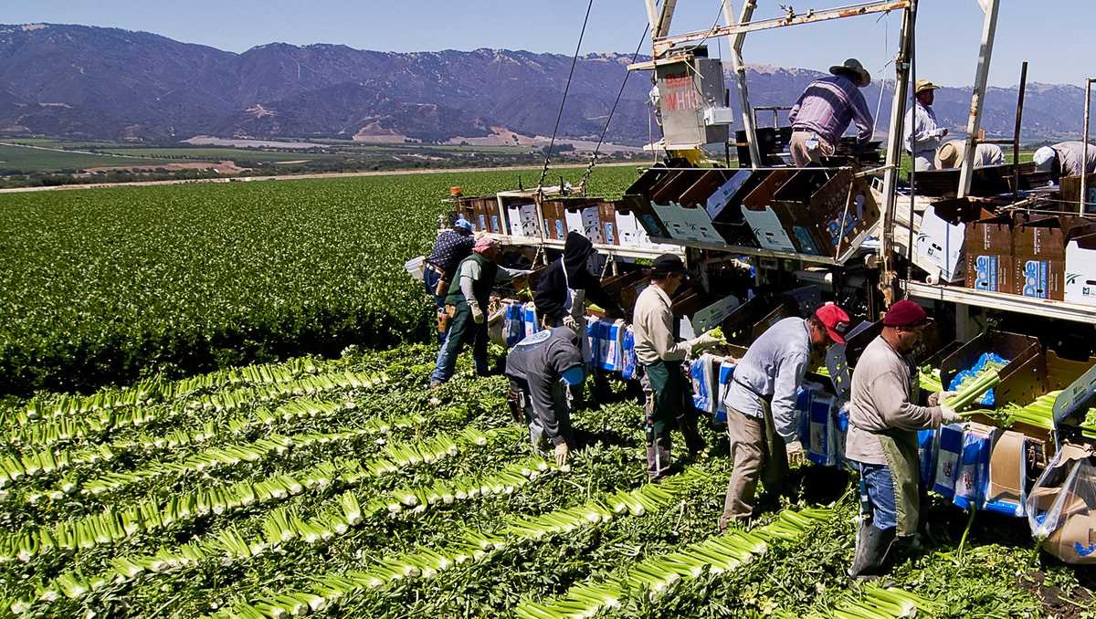 New California law raises farmworker minimum wage to $19.75 an hour