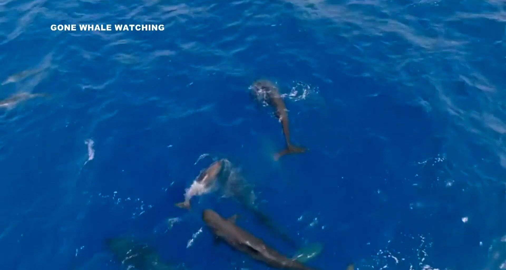 'Mind-blowing moment': Rare super-pod of pilot whales stuns San Diego tour company