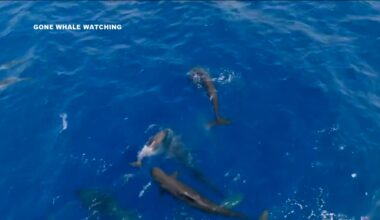 'Mind-blowing moment': Rare super-pod of pilot whales stuns San Diego tour company