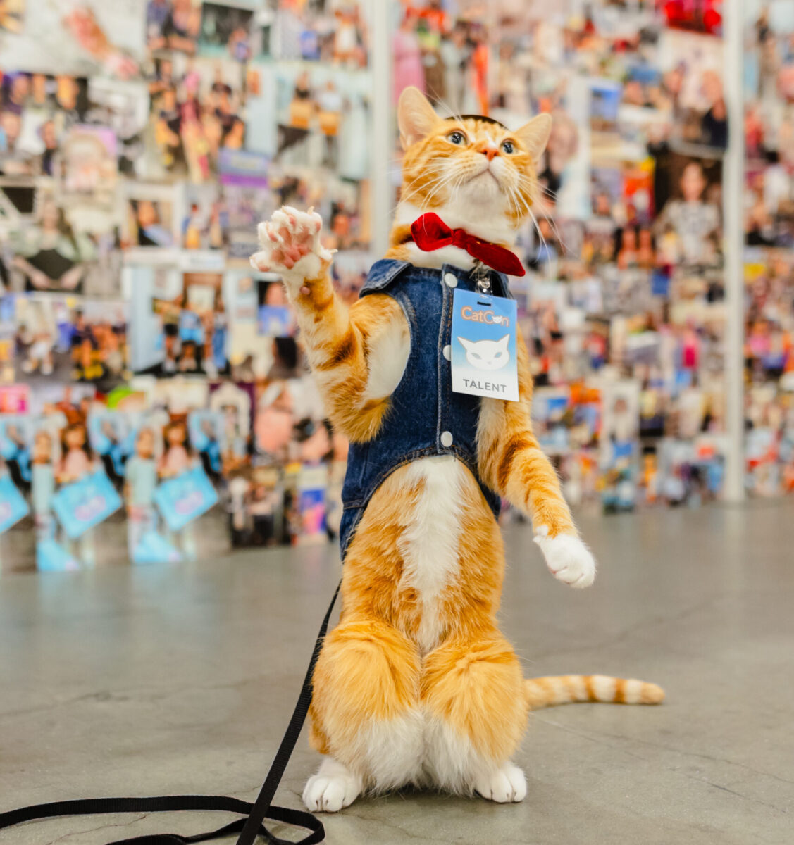 CatCon