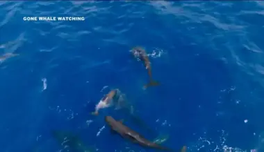 Rare Whale Sighting Off San Diego Coast | Newsradio 600 KOGO