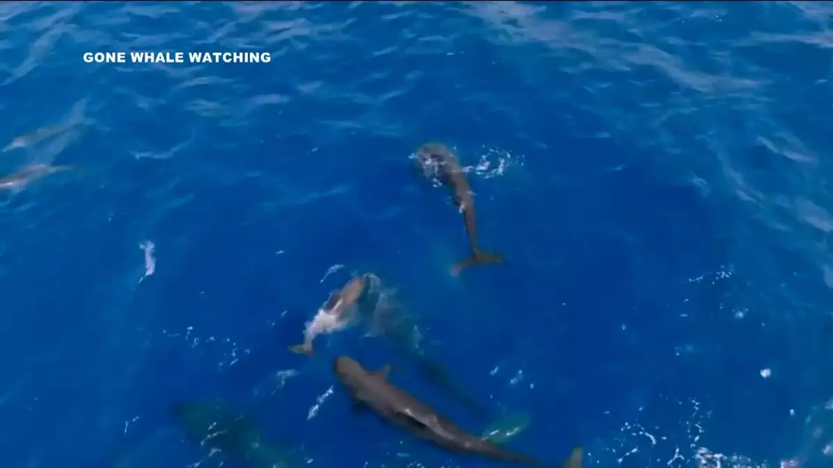 Rare Whale Sighting Off San Diego Coast | Newsradio 600 KOGO