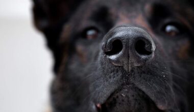 Dog Urine Causes Stoplight To Topple | Newsradio 600 KOGO