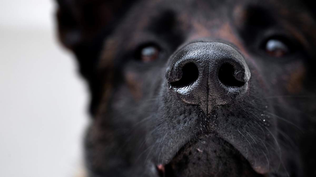 Dog Urine Causes Stoplight To Topple | Newsradio 600 KOGO