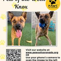 PAWS Pet-Of-The-Week | Coronado City News