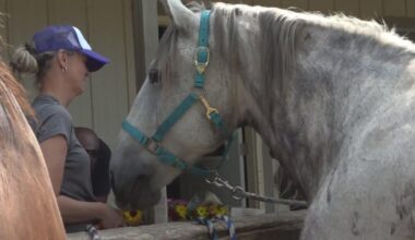Trail ride business sues Oakland County for seizing 38 horses