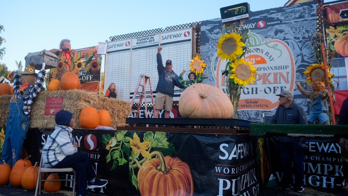 Giant pumpkins battle for heavyweight glory in Half Moon Bay – NBC Bay Area