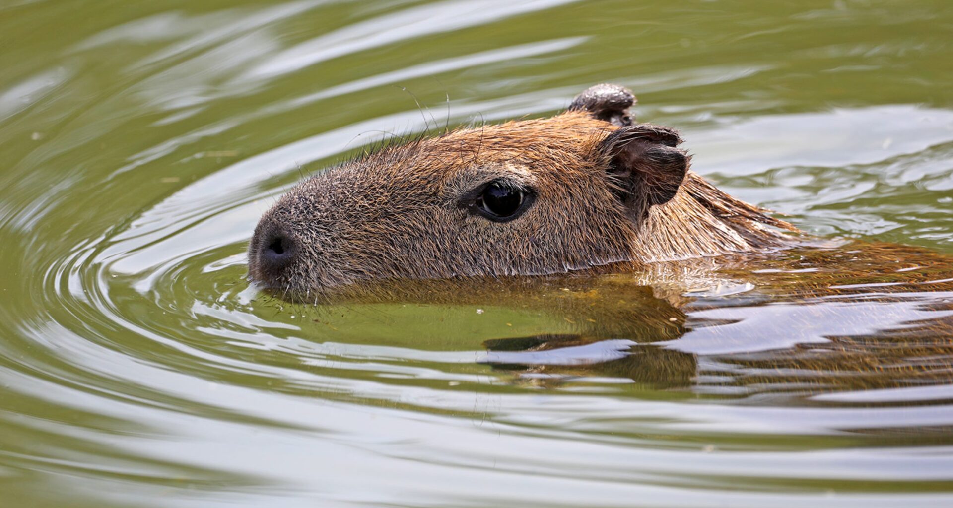 2 new capybaras at San Francisco Zoo are the first in nearly a decade