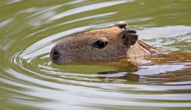 2 new capybaras at San Francisco Zoo are the first in nearly a decade