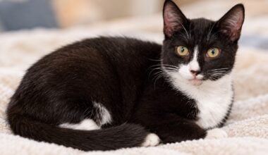 East Bay pets of the week for Oct. 9