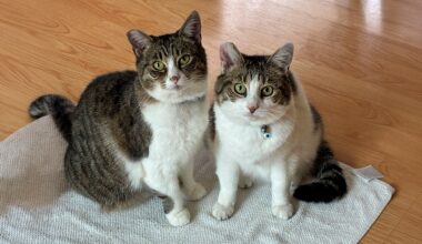East Bay pets of the week for Oct. 23