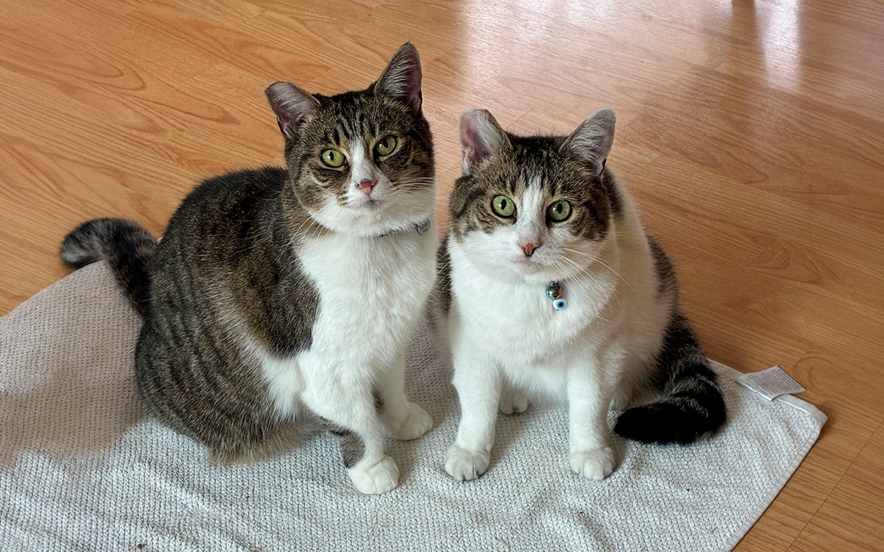 East Bay pets of the week for Oct. 23