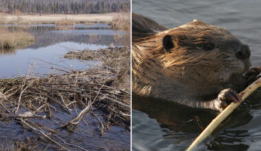 beaver, project, california, environment, sustainability