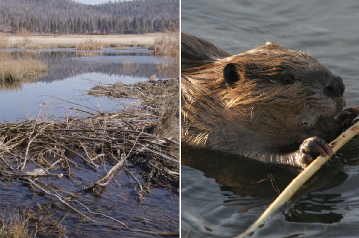 beaver, project, california, environment, sustainability
