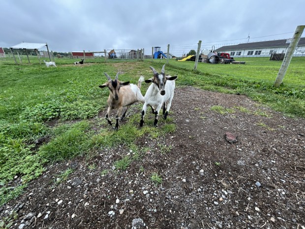 Bowers Farm goats playing (photo courtesy of Oakland County Parks)