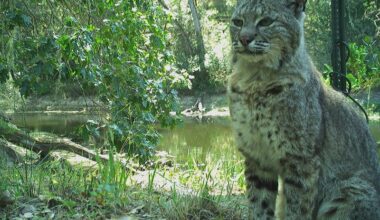 A seated bobcat captured on a trail camera.