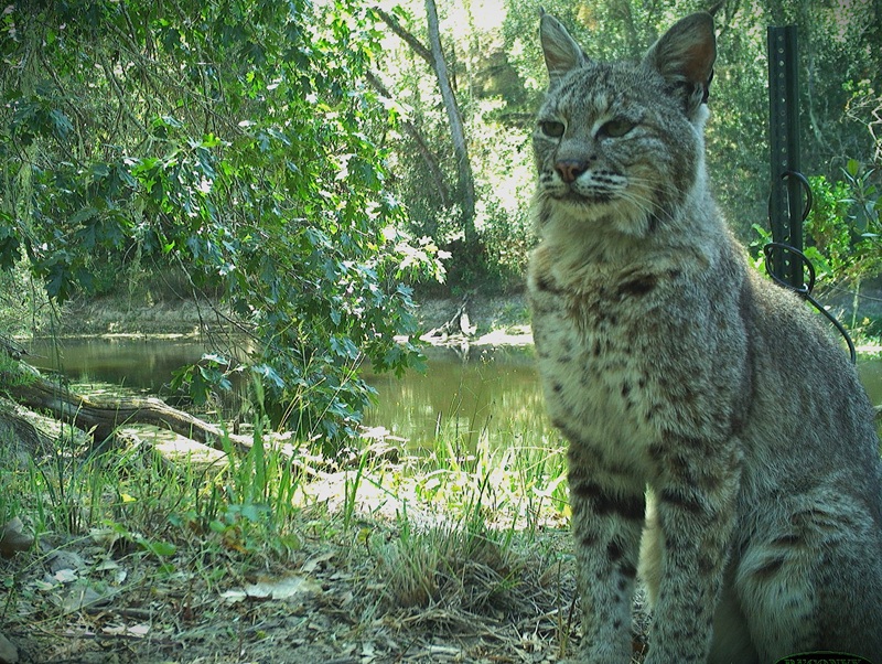 A seated bobcat captured on a trail camera.
