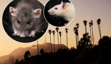L.A. has officially been named the Rattiest City in America for 2026
