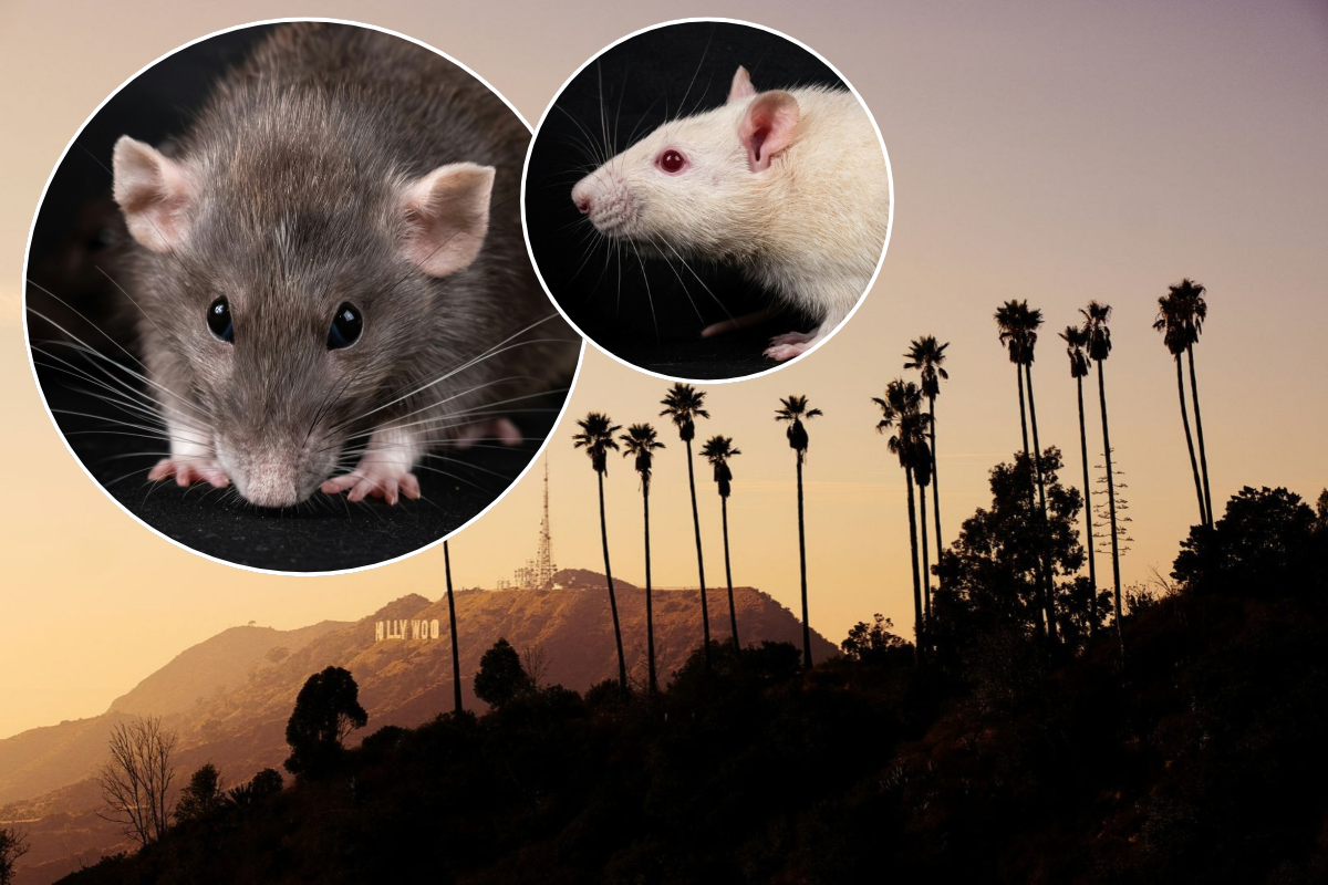 L.A. has officially been named the Rattiest City in America for 2026