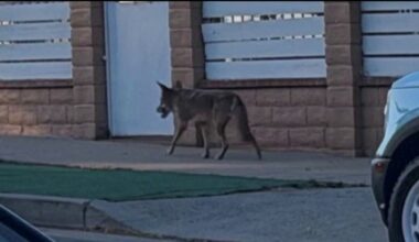 Wildlife officials plan to file case against coyote-feeding resident – NBC Los Angeles